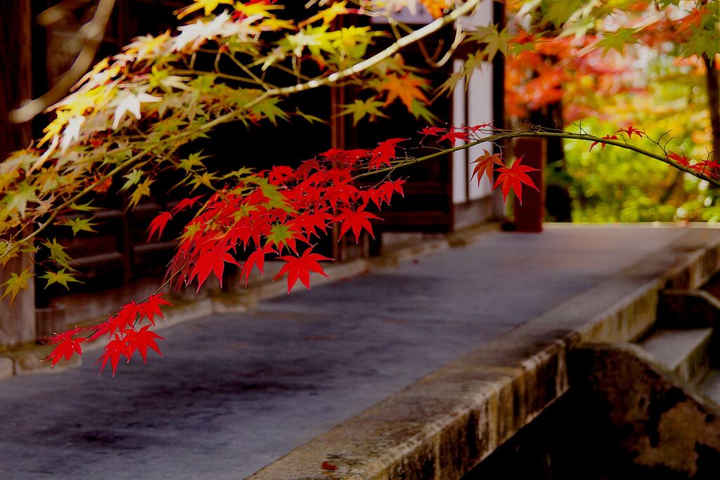 永観堂　禅林寺18