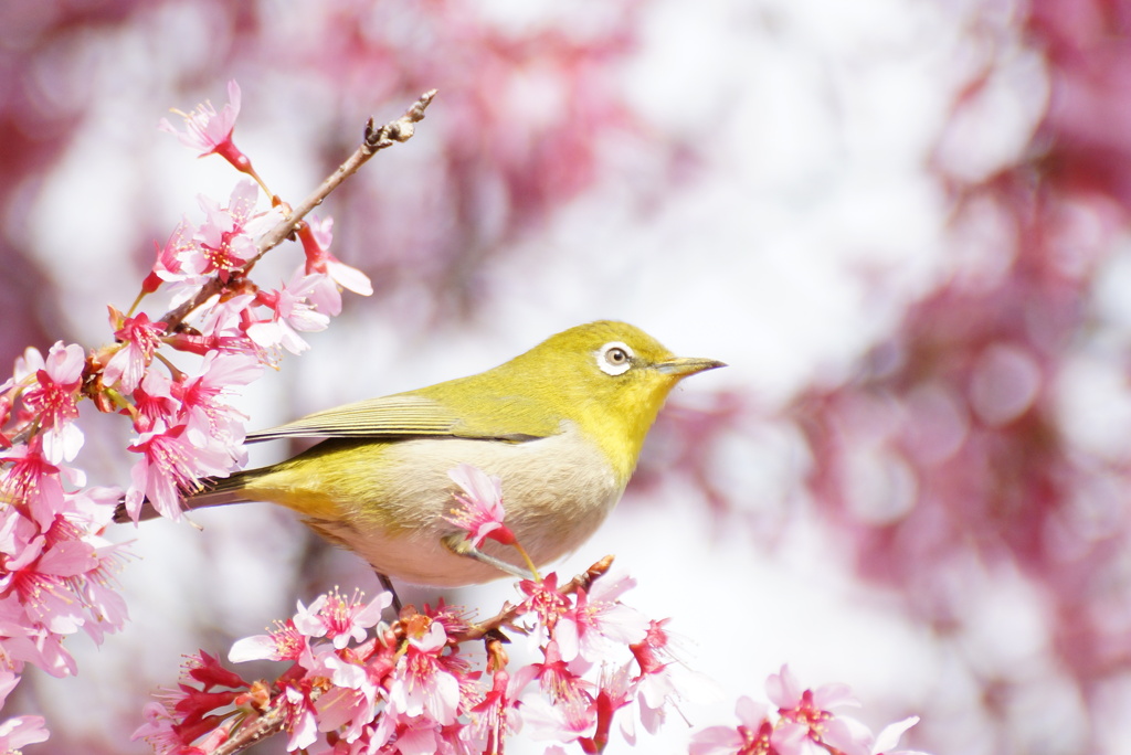 花にメジロ