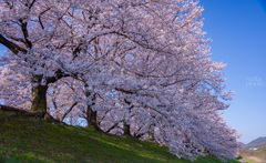 背割堤の桜…1