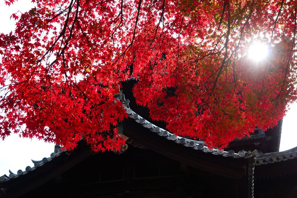 京都紅葉撮り12