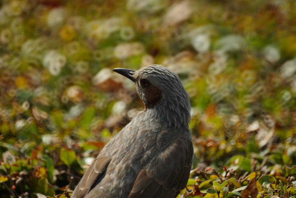MINOLTA AF 500mm F8 REFLEX 試し撮り…11