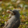 MINOLTA AF 500mm F8 REFLEX 試し撮り…11
