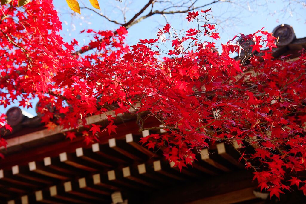 永観堂　禅林寺13