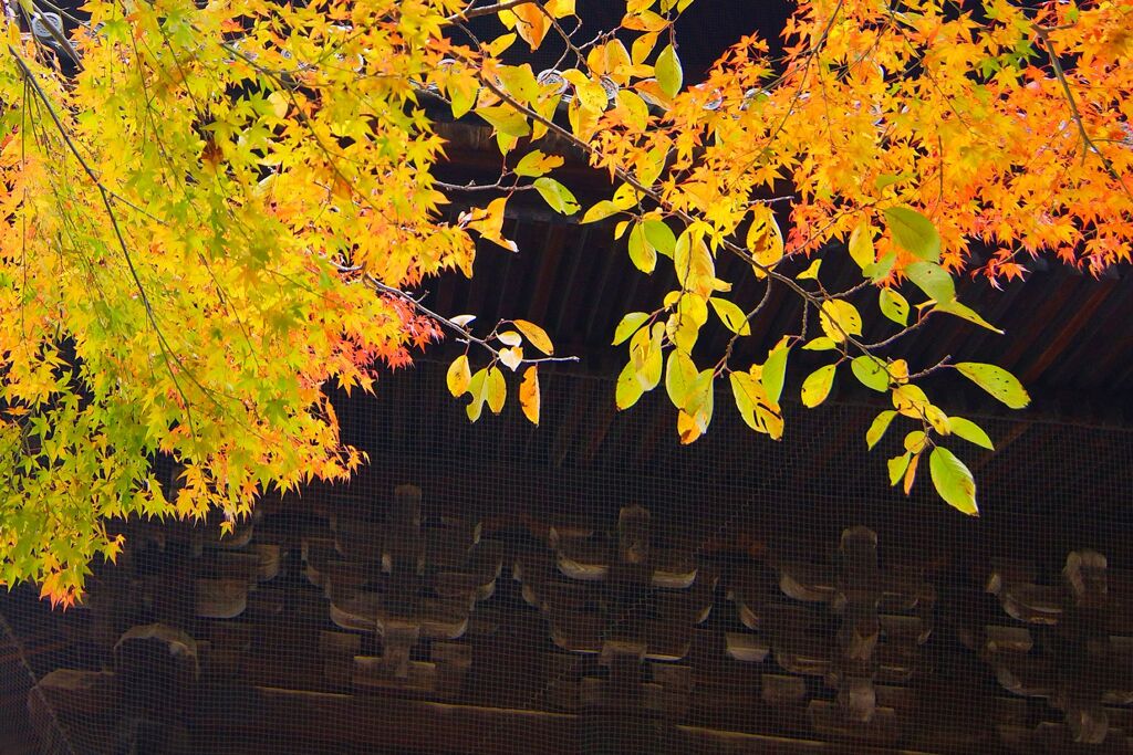 京都紅葉撮り3