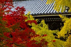 京都紅葉撮り9