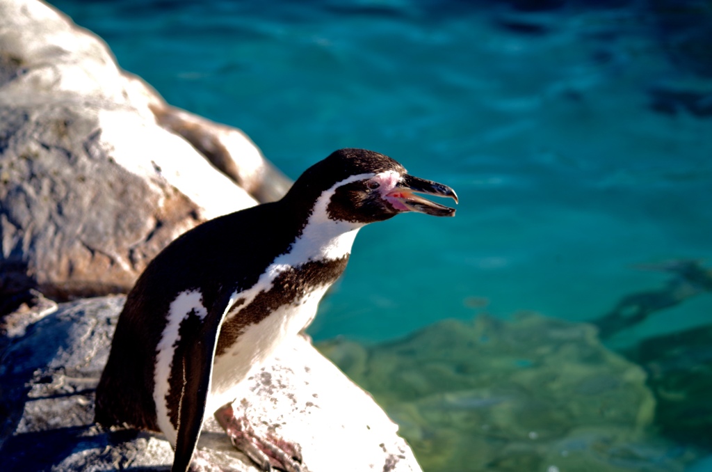 フンボルトペンギン