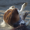 馬らしからぬ馬