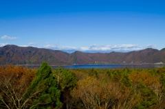 富士の樹海