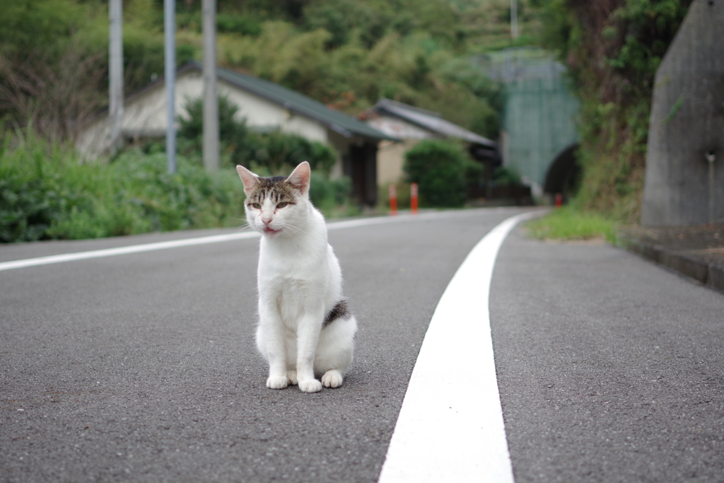 待ち猫