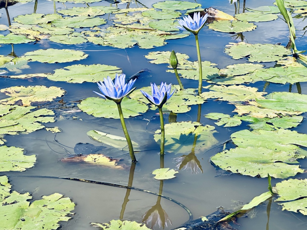 青蓮