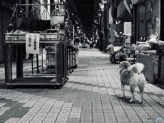 俺も連れてけ