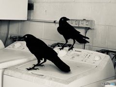 洗濯終わった？