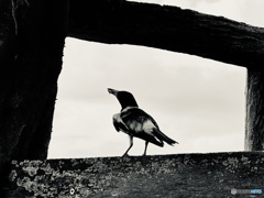 朝鳥