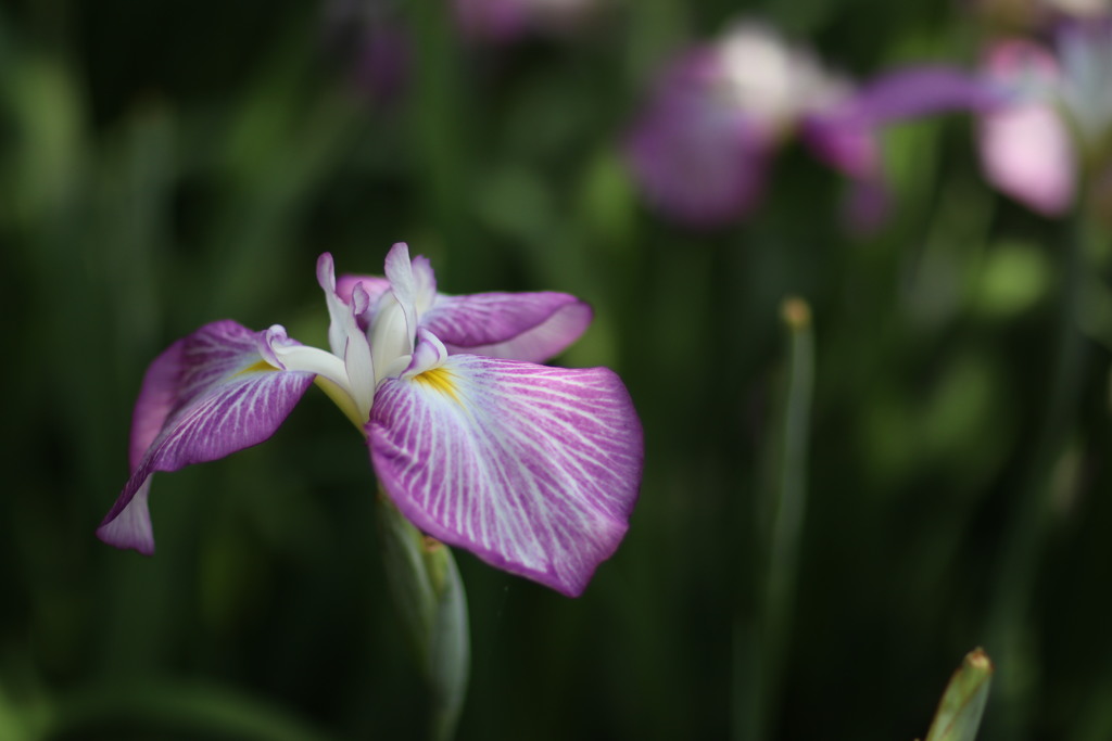 花菖蒲