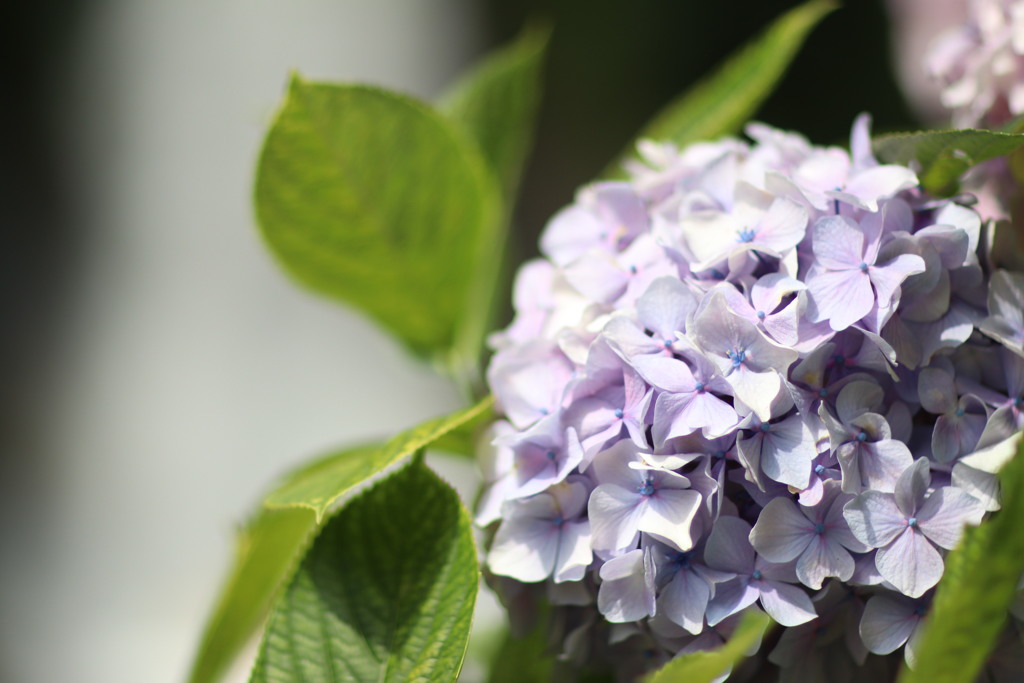 滝と紫陽花