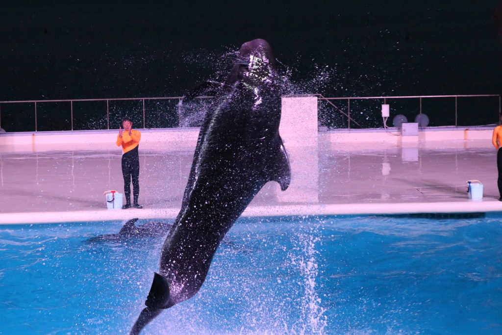 オキゴンドウ
