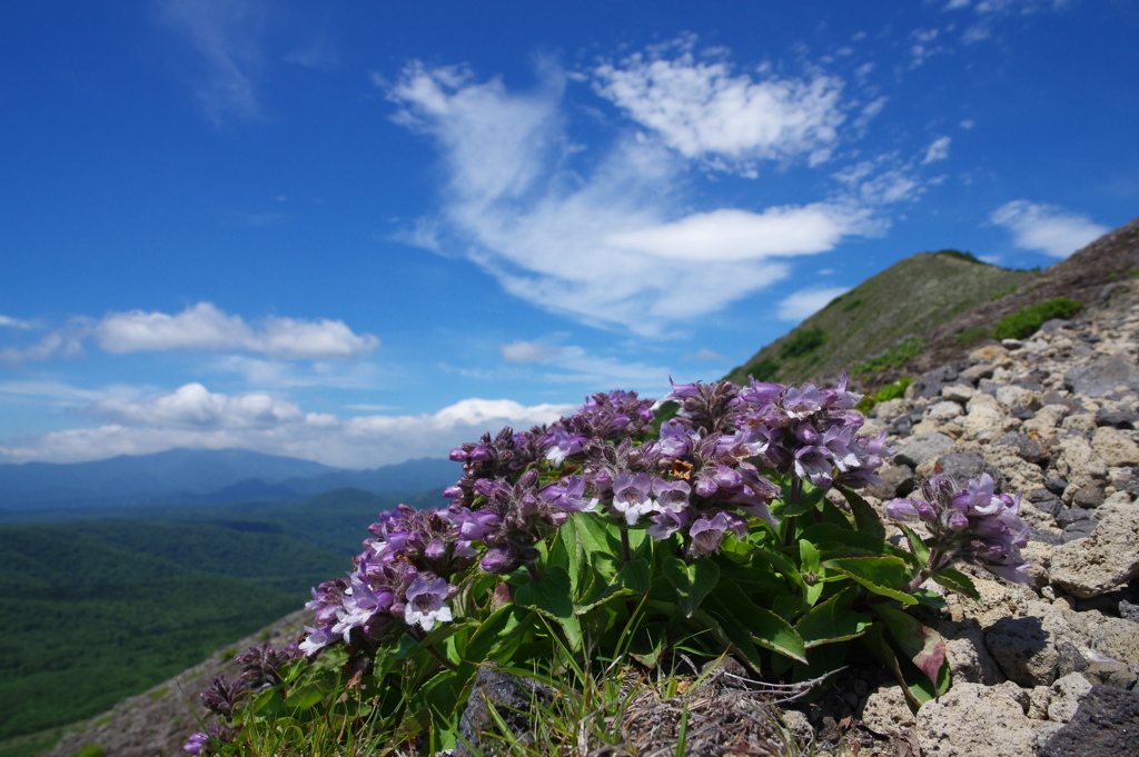 夏の花