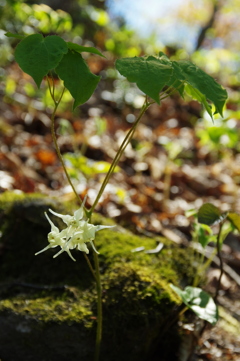 花に会いに