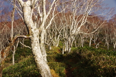 誘われる登山道