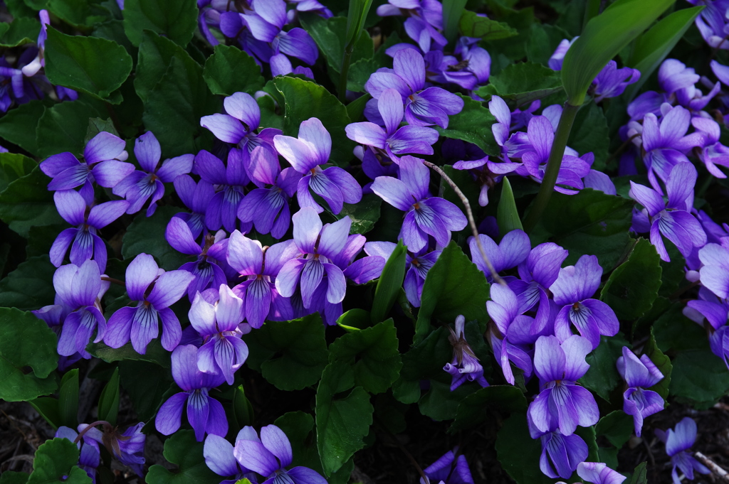 菫
