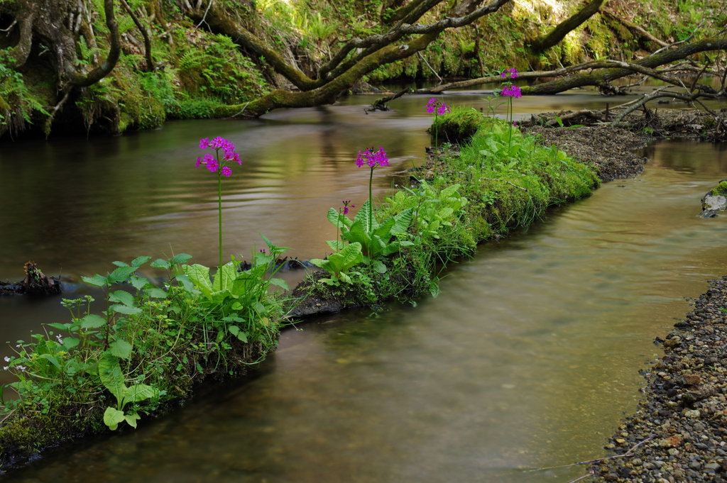 倒木の花