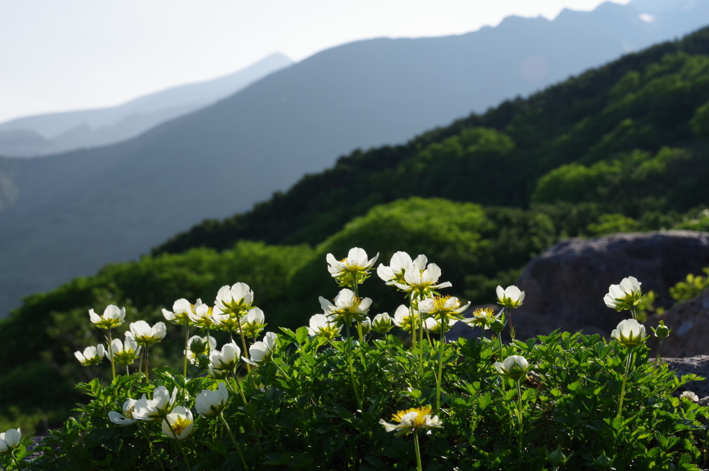 強い日差し