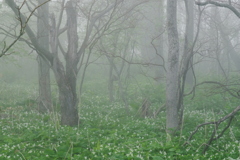 霧の中の花