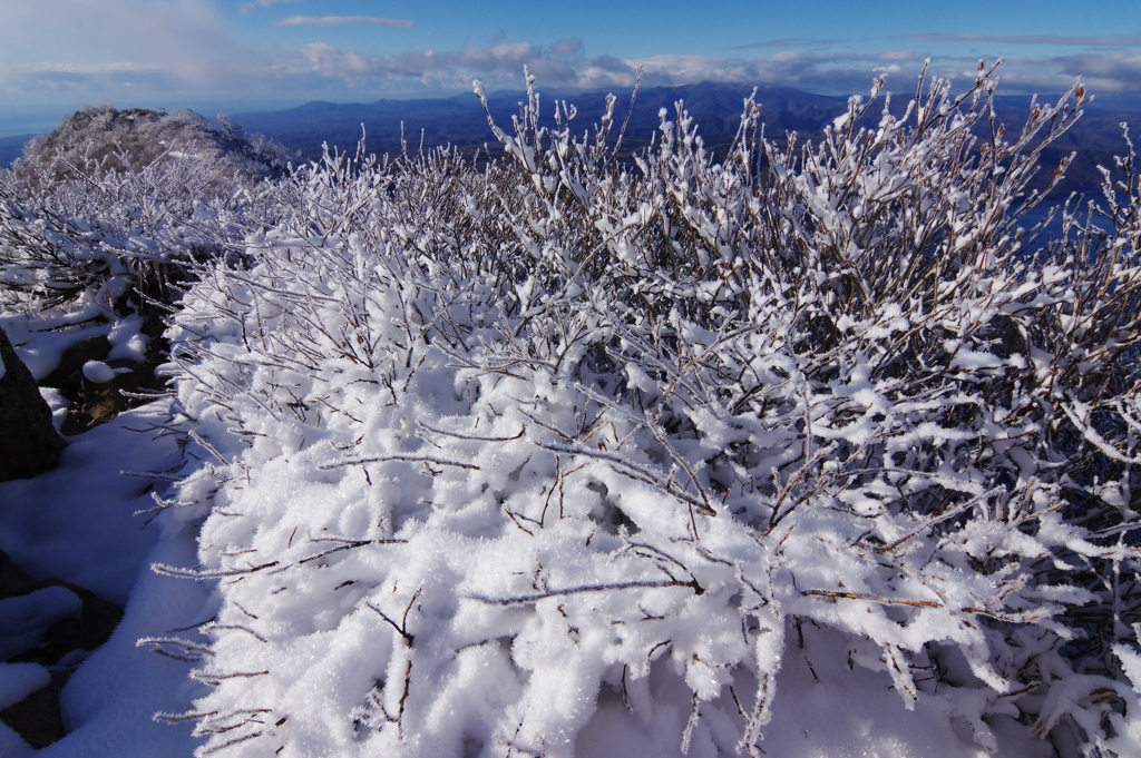 雪に霧氷