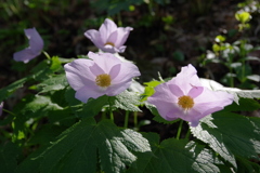 春花