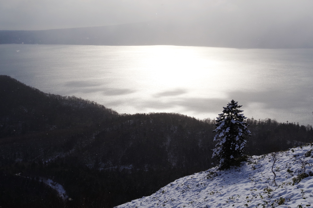 支笏湖を見る木