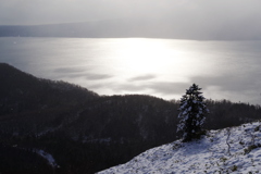 支笏湖を見る木