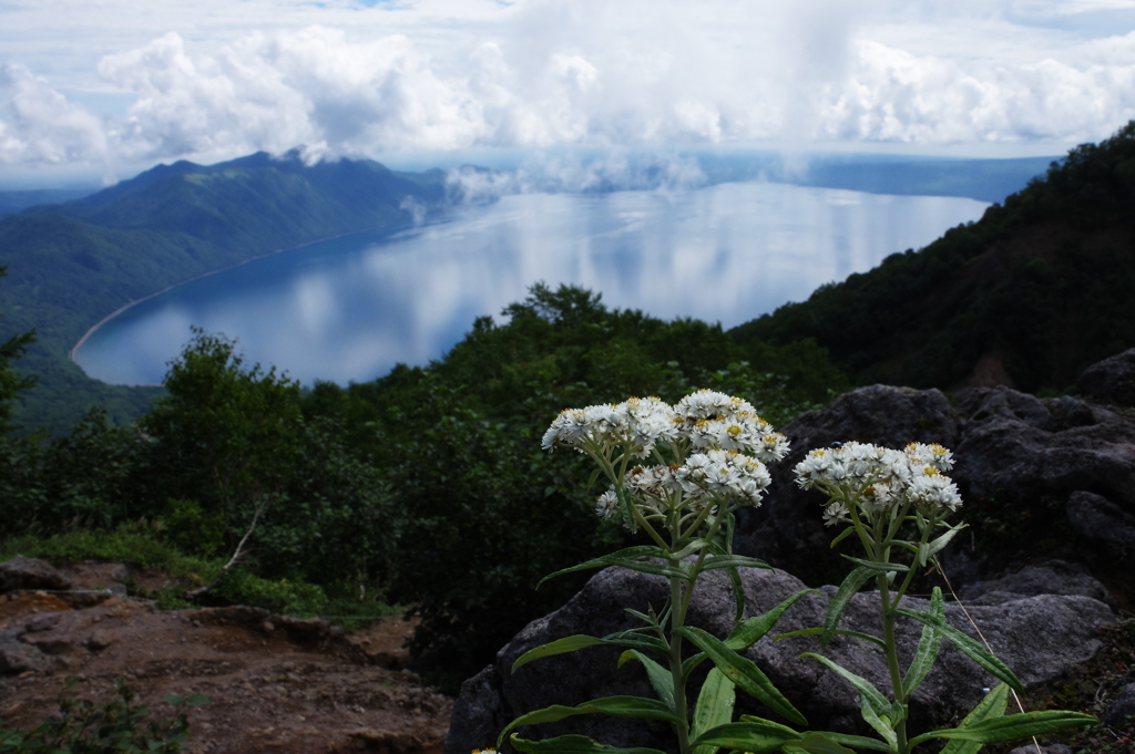 湖を望む花