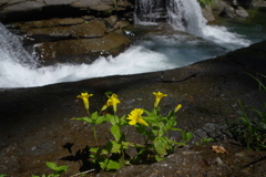 花咲く川
