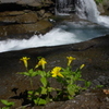 花咲く川