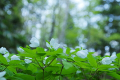 森の花