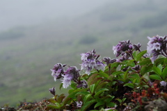 霧の山