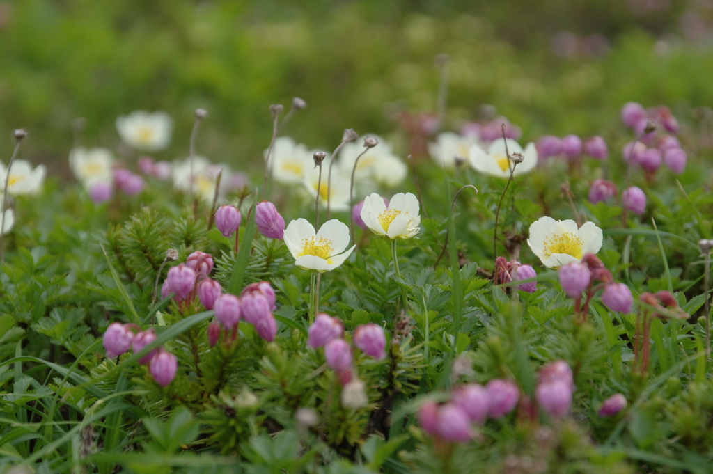 高山の花