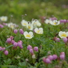 高山の花