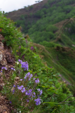 クワガタの咲く尾根