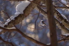 光のシマエナガ