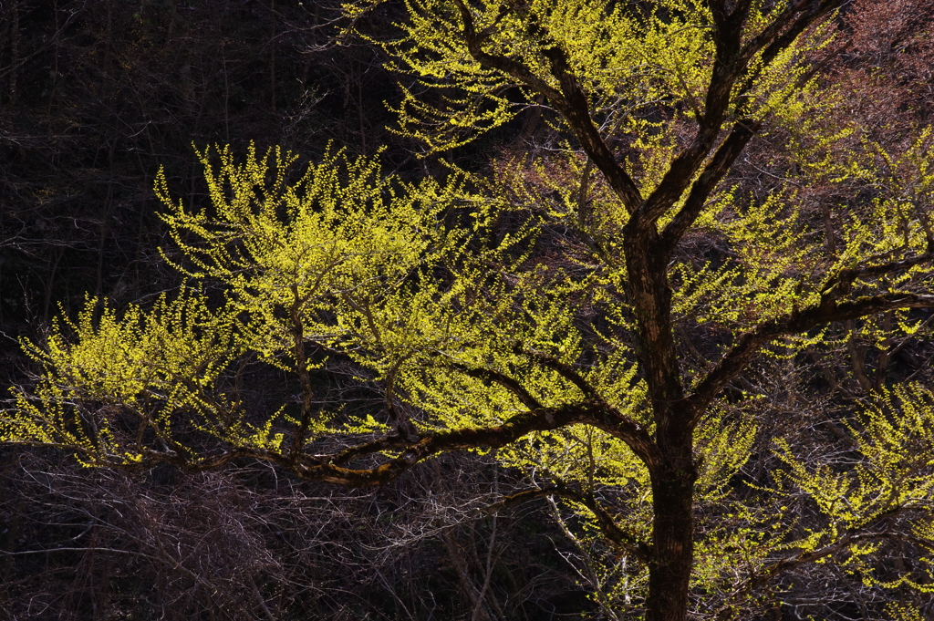 芽吹きの桂