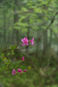 深山