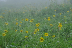 霧に浮かぶ花