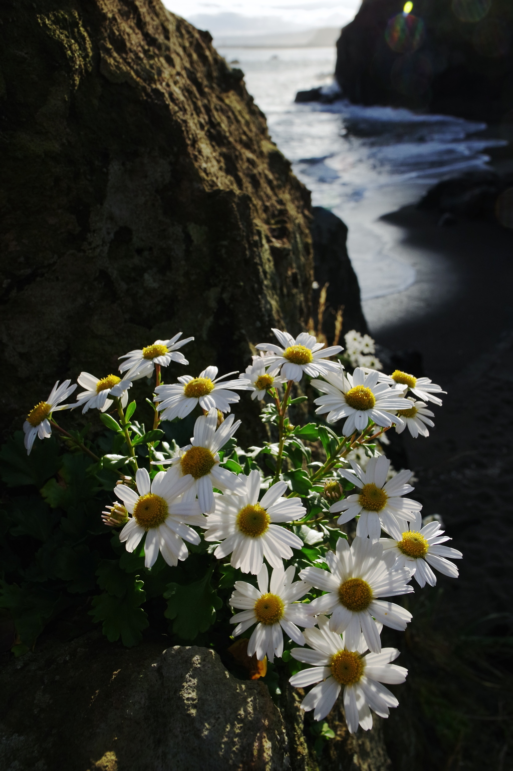 浜の花