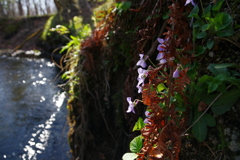 スミレの咲く川