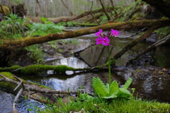 沢の花