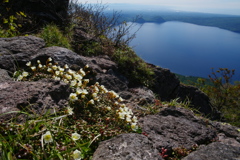 岩頭の花