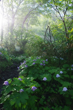 シラネアオイの咲く登山道