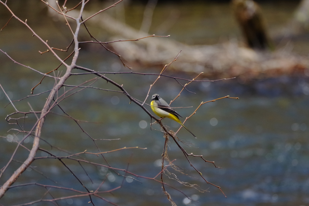 川を飛ぶ鳥