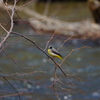 川を飛ぶ鳥
